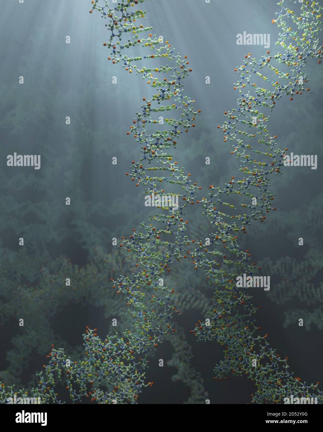DNA ist ein Molekül und eine Doppelhelix, die genetische Anweisungen für die Entwicklung, Funktion, Wachstum und Fortpflanzung aller bekannten Organismen enthält. Stockfoto
