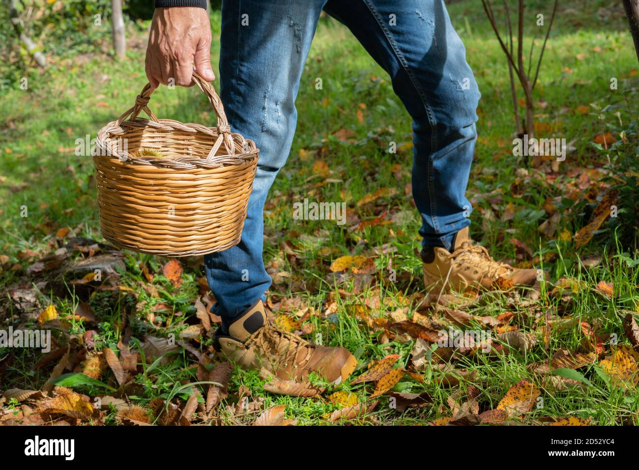 Mann hält einen Korb von Kastanien im Wald, sardische Kastanien, aritzo Stockfoto