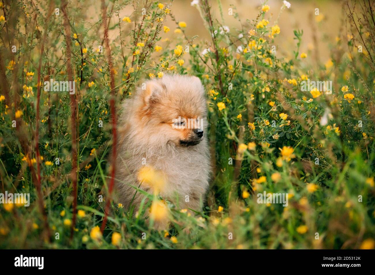 Junge Glücklich Weiße Welpen Pommersche Spitz Welpen Hund Sitzt Im Freien In Gras Und Wildblumen Stockfoto