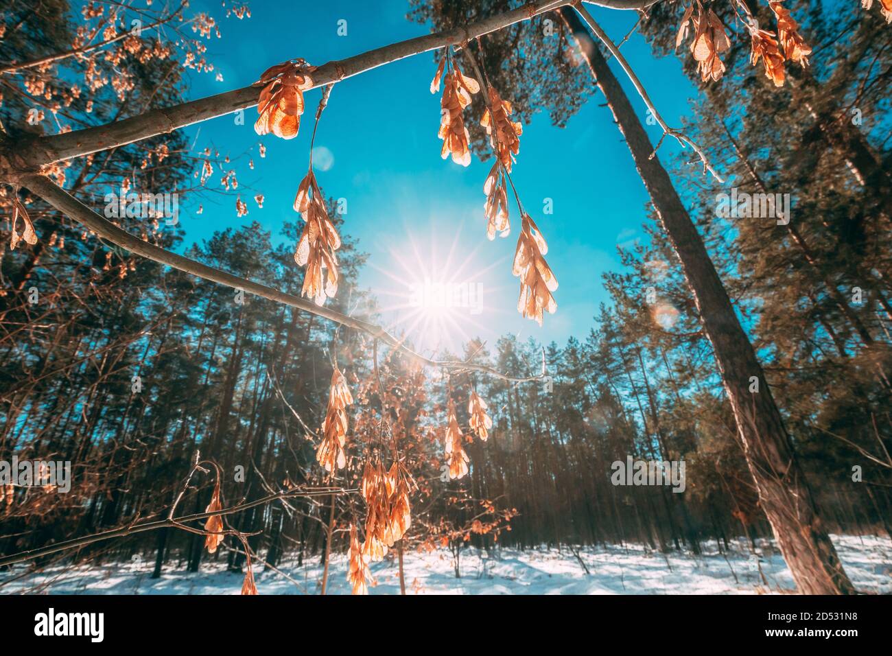 Sonnenschein Durch Trocken Von Ahornzweigen Im Sonnigen Wintertag. Nahaufnahme Von Ahorn Unverwechselbaren Früchten Auch Samaras, Ahornschlüssel, Wirbelvögel Oder Genannt Stockfoto