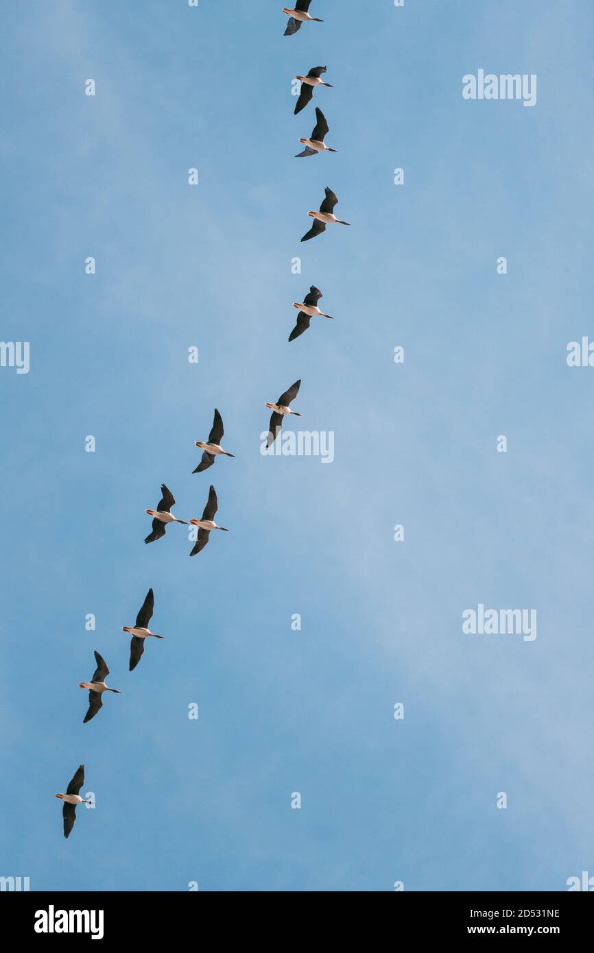 Herde von Enten Fliegen im sonnigen blauen Frühlingshimmel während Ihrer Wanderung in Weißrussland, Russland Stockfoto