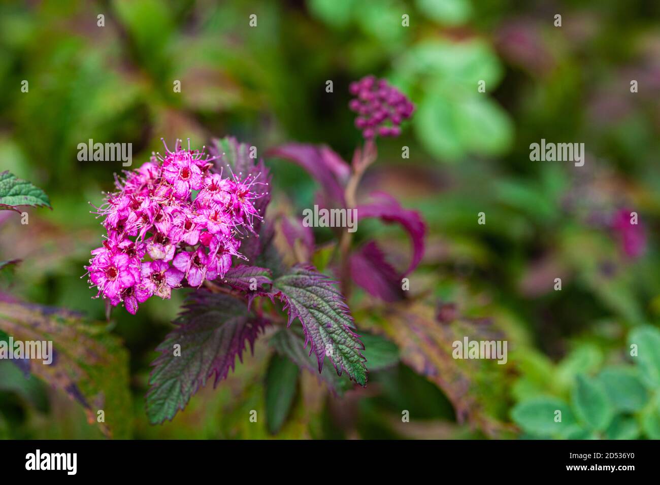 Lila blühender strauch Fotos und Bildmaterial in hoher Auflösung Alamy