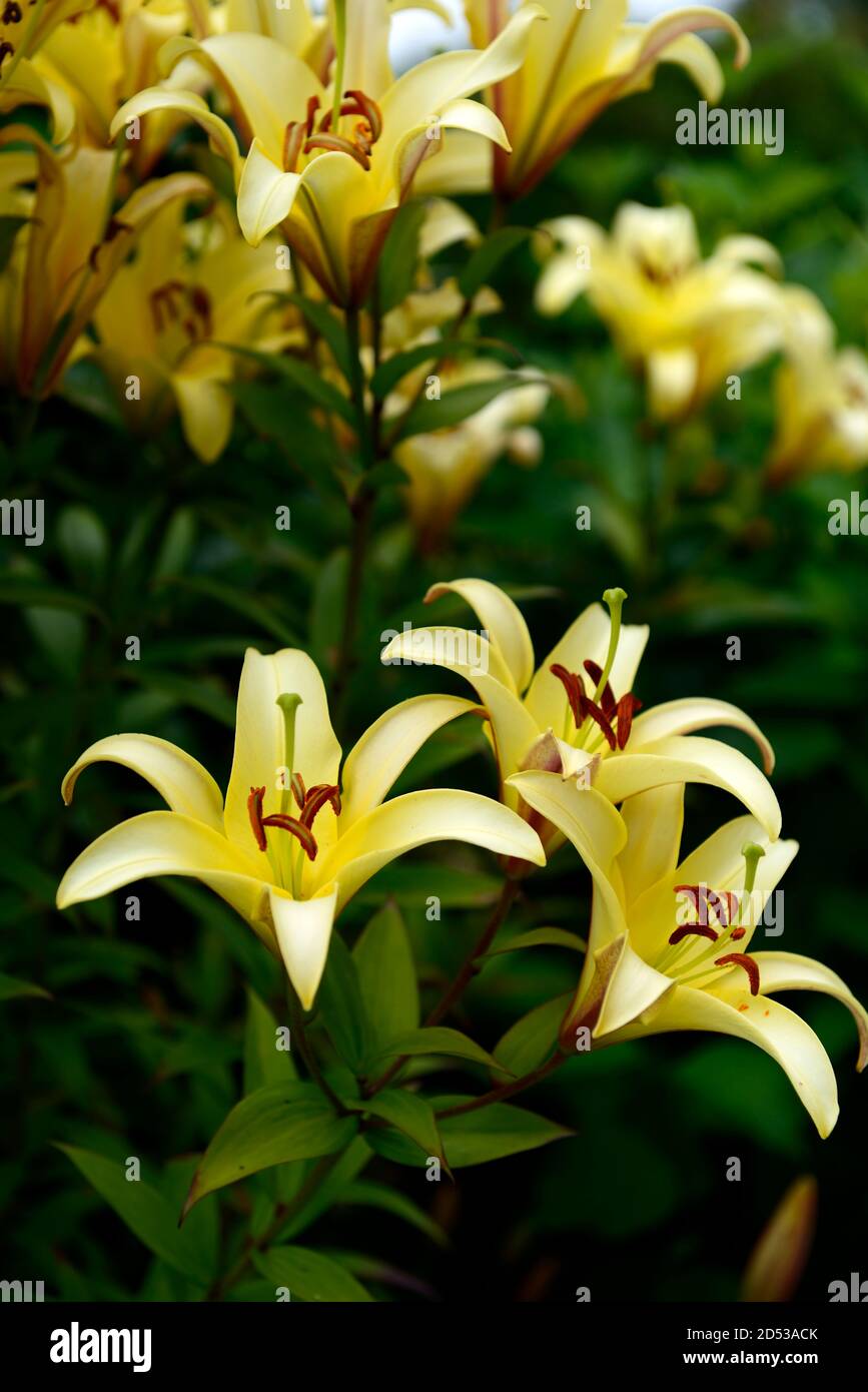 Gelbe asiatische Lilie, Lilien, Blumen, Blüte, Garten, RM floral Stockfoto