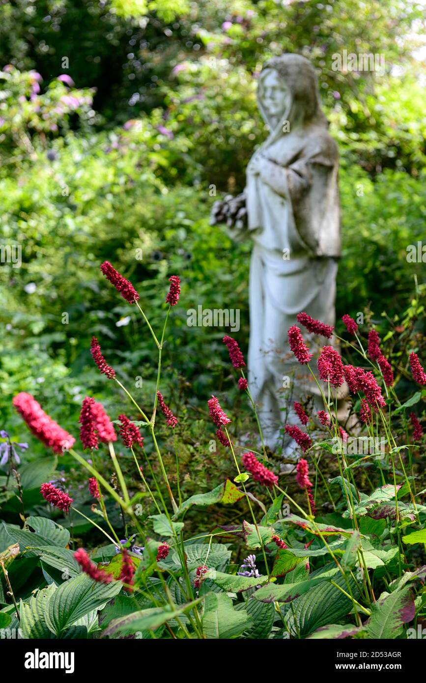 persicaria amplexicaulis Fat Domino, rote Blume, Blumen, späte Blüte, mehrjährig, Display, RM Floral Stockfoto