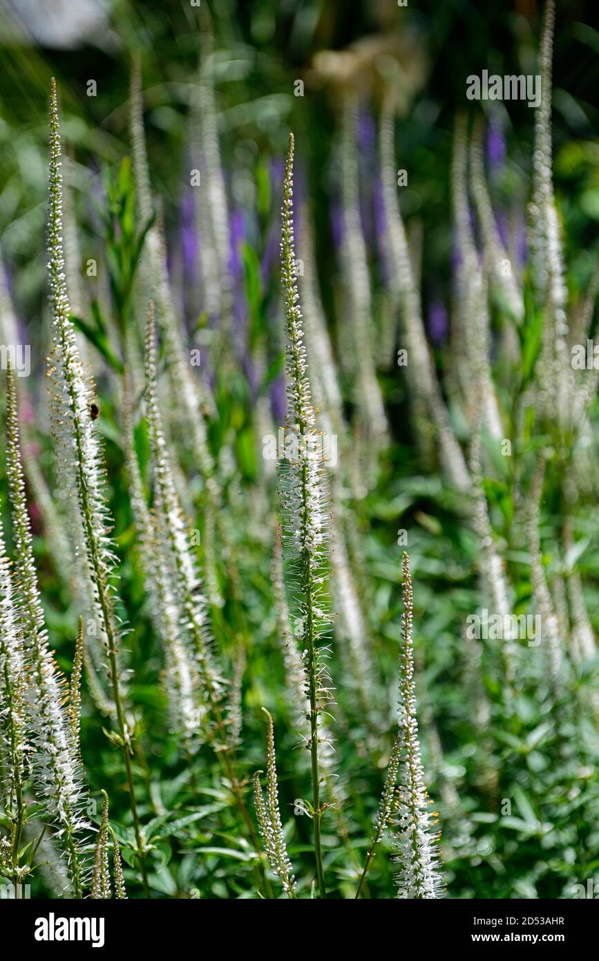 Veronicastrum virginicum alba, weiße Blumen, blühende Stauden, RM Floral Stockfoto