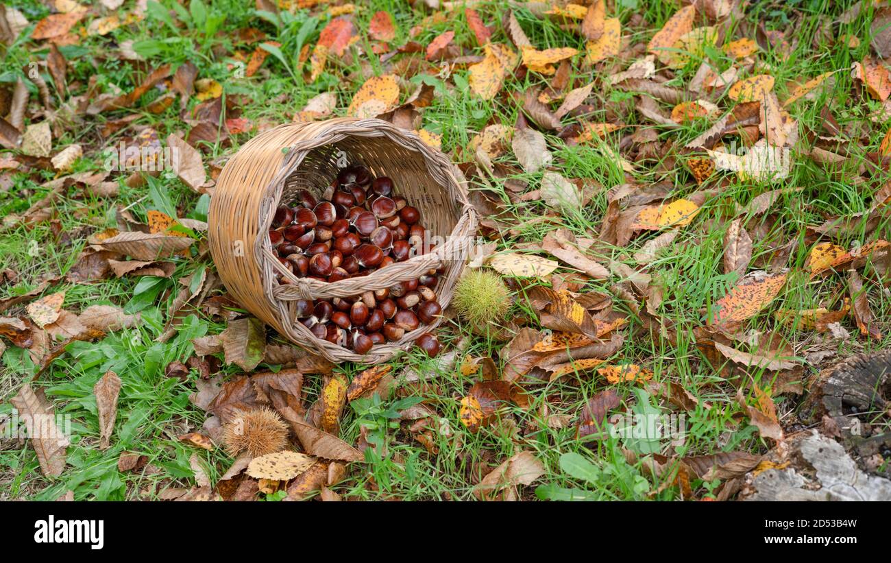 Kastanienernte im Weidenkorb Stockfoto