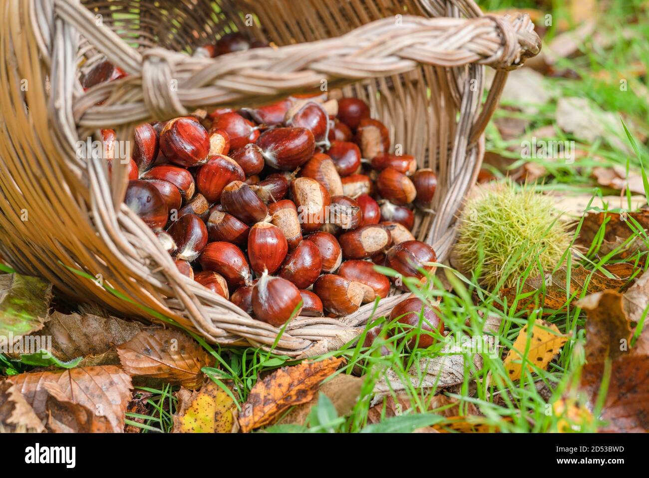 Kastanienernte im Weidenkorb Stockfoto