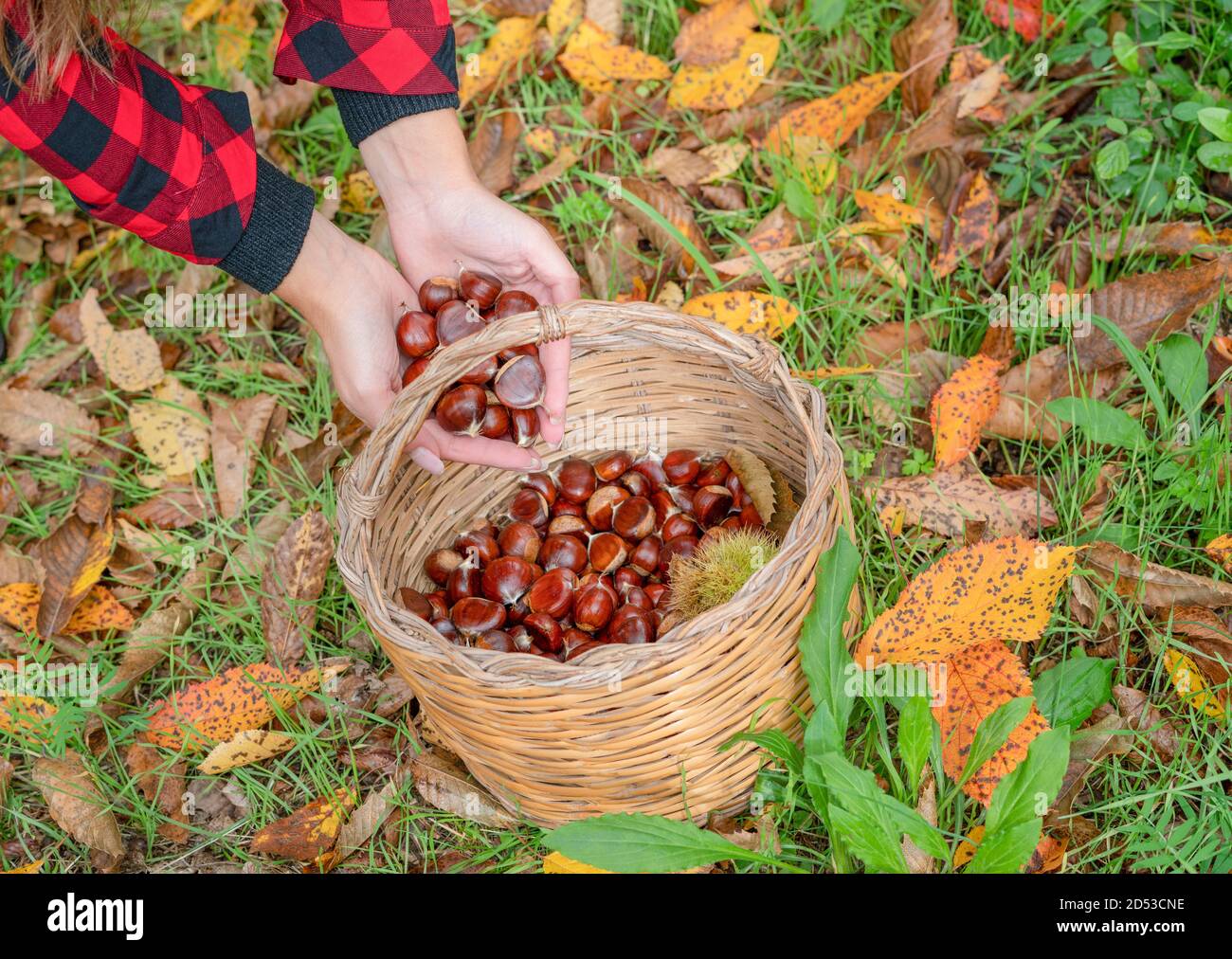 Frau sammelt einen Korb von Kastanien im Wald, sardische Kastanien, aritzo Stockfoto