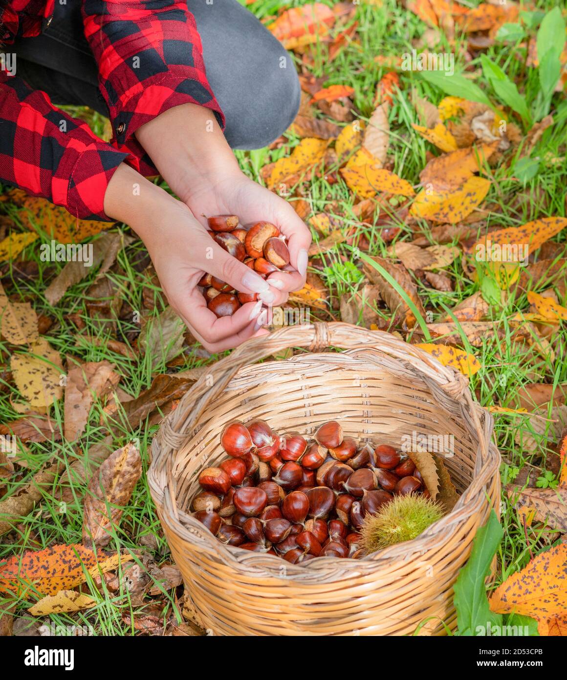 Frau sammelt einen Korb von Kastanien im Wald, sardische Kastanien, aritzo Stockfoto