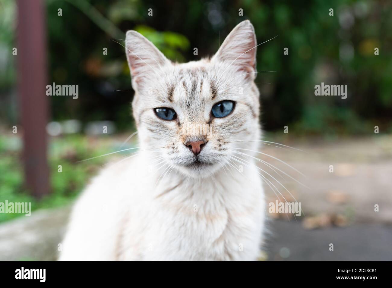 Graue Katze mit blauen Augen auf der Straße Nahaufnahme. Hochwertige Fotos Stockfoto