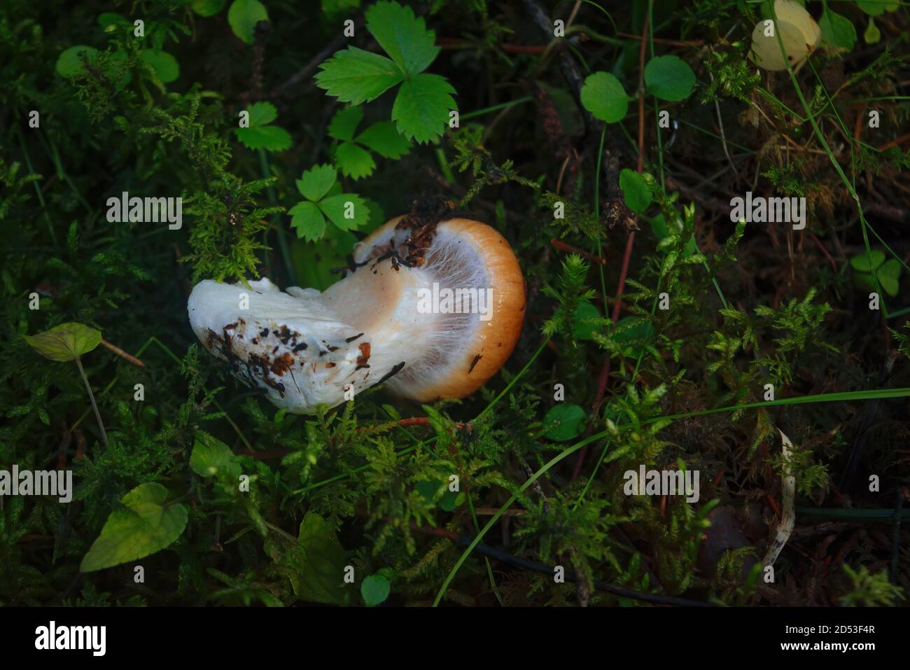 Cortinarius mucosus, bekannt als die orange Webcap oder der schleimige cortinarius, wilde Pilze Stockfoto