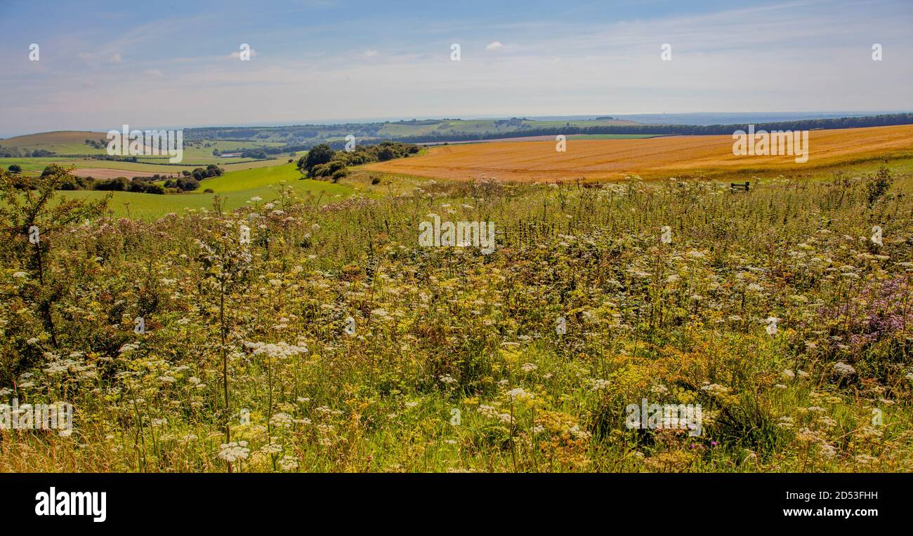 Sommertag auf dem South Downs Way, West Sussex, Großbritannien; über dem Arun Valley Stockfoto