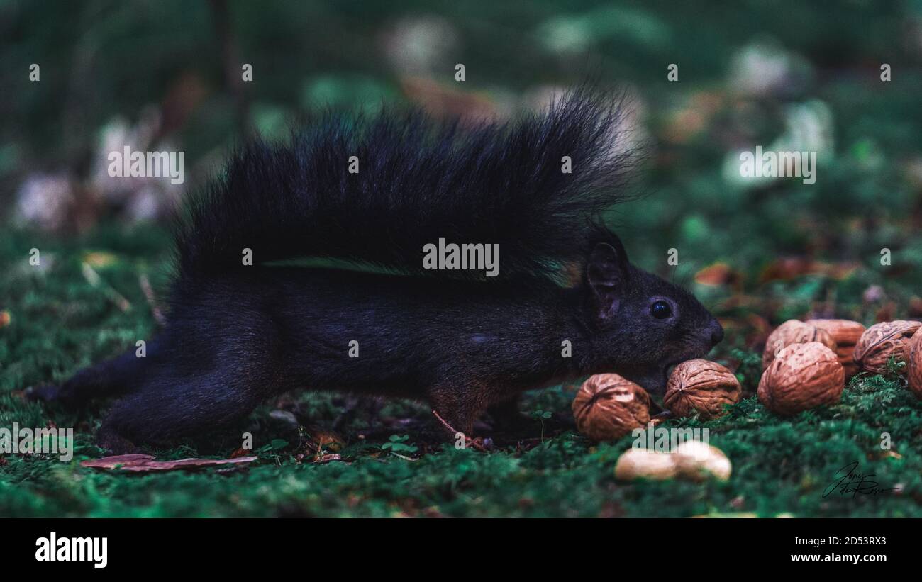 Eichhörnchen essen Walnuss moosigen Wald Stockfoto