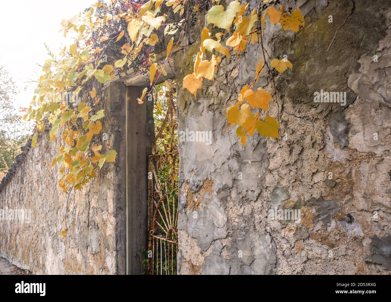 Alte Steinmauer, Tor und Kletterpflanzen oder Reben. Herbst. Stockfoto