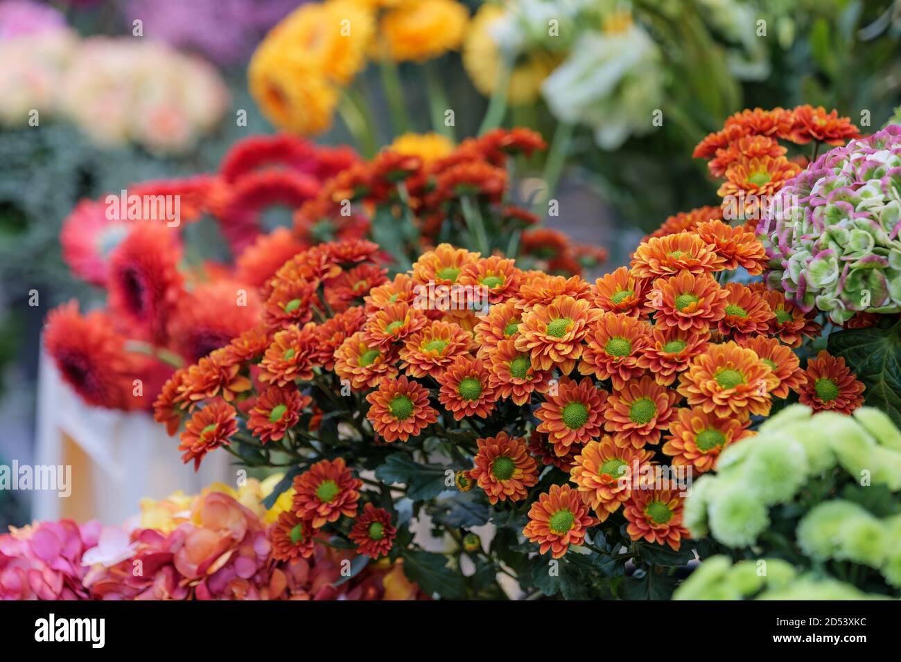 Selektiver Fokus auf Blumensträuße von blühenden Orange Daisy Spray Mums Blumen im Blumengeschäft. Stockfoto