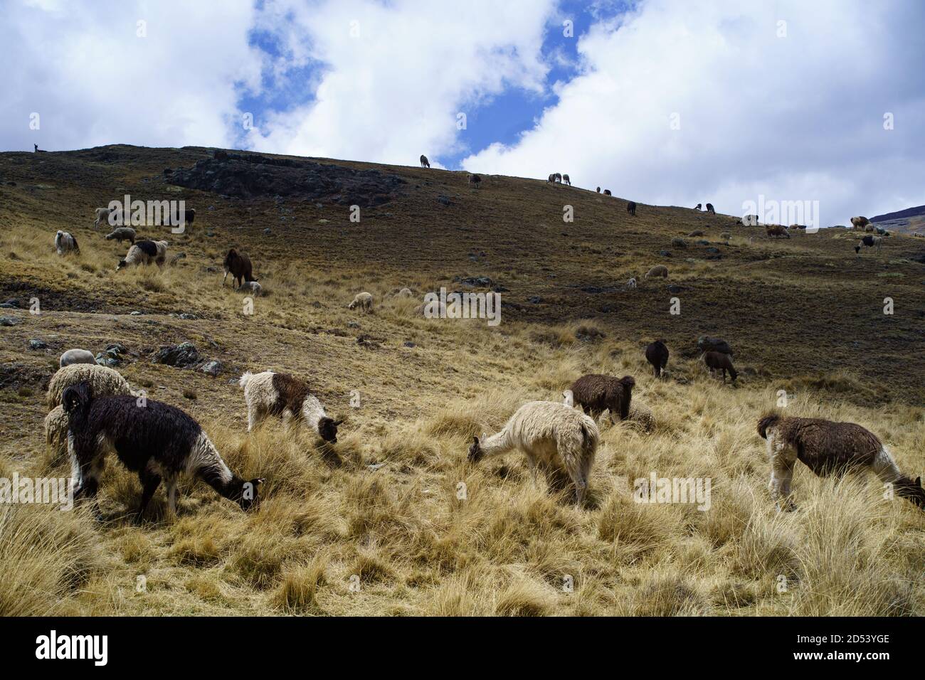 Lamas und Schafe in der andinen Dessertplateau Stockfoto