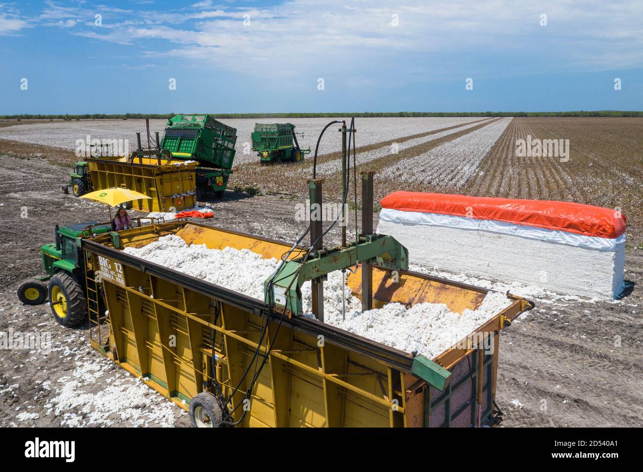 Ein Baukasten aus Baumwollmodulen, bekannt als Stamper, bereitet sich darauf vor, Baumwollbolls während der Ernte am 23. August 2020 in Batesville, Texas, in ein Modul für den Versand auf der Schirmer Farm zu komprimieren. Stompers verwenden einen hydraulischen Stempel und Tramperbalken, um die Baumwolle in Module zu komprimieren, 32 Fuß lang, 7 1/2 Fuß breit und 9 1/2 Fuß hoch. Stockfoto