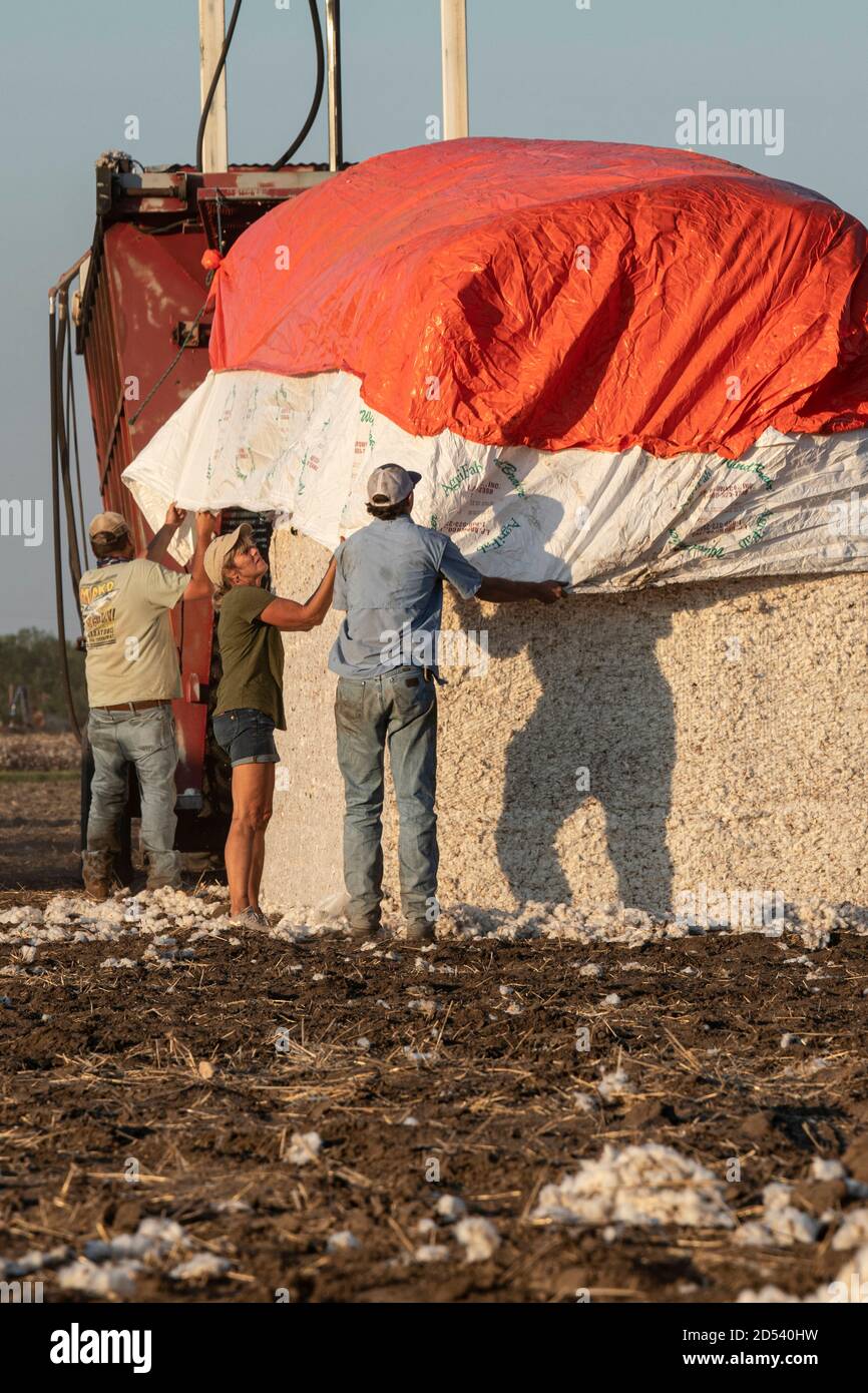Farmhände ziehen eine Schutzhülle über ein Baumwollmodul, nachdem es während der Ernte am 23. August 2020 in Batesville, Texas, aus dem Stampfer für den Versand auf der Schirmer Farm kam. Stompers verwenden einen hydraulischen Stempel und Tramperbalken, um die Baumwolle in Module zu komprimieren, 32 Fuß lang, 7 1/2 Fuß breit und 9 1/2 Fuß hoch. Stockfoto