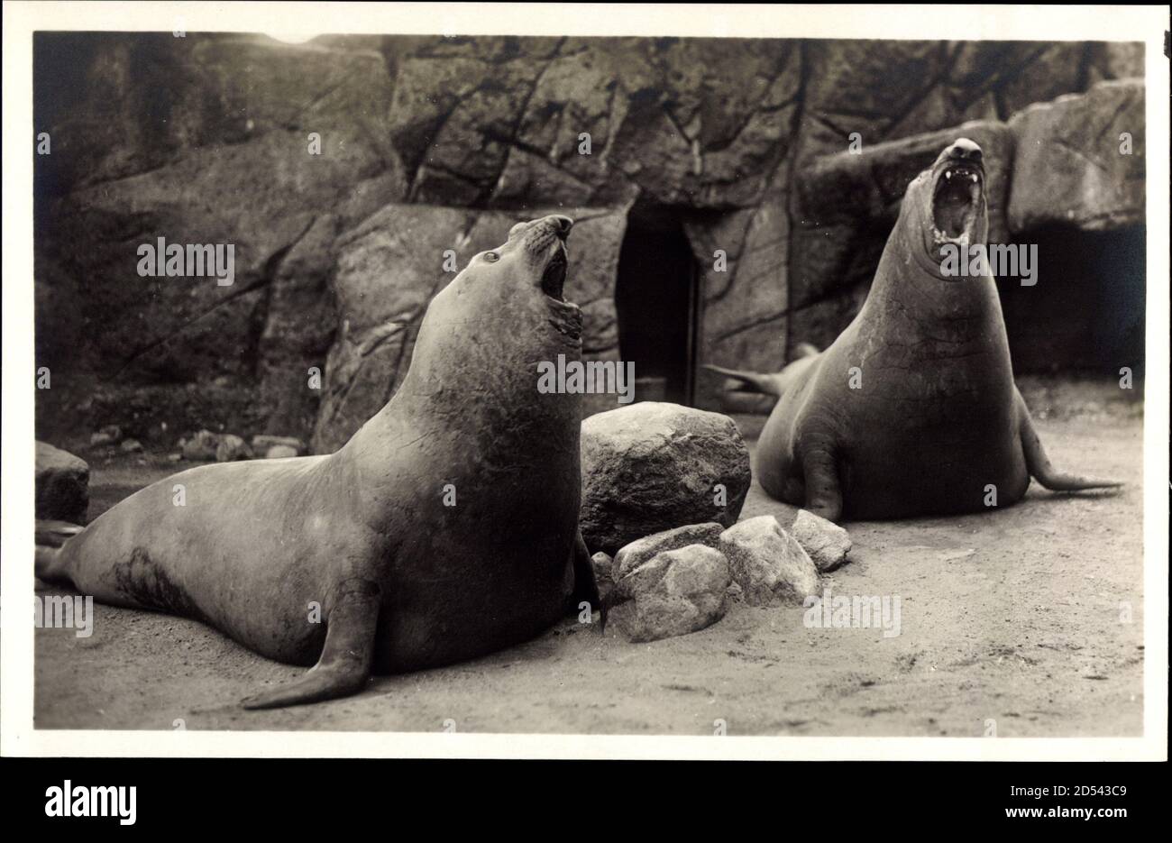 Hamburg Stellingen, Hagenbeck Tierpark, Brüllende Seeelefanten - weltweite Nutzung Stockfoto