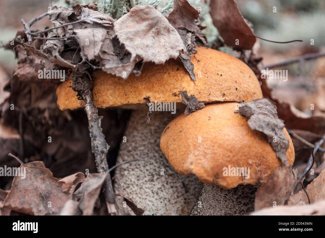 Zwei Birkenpilze mit orangefarbener Kappe in einem gefallenen Baumblatt, Hut unter den Blättern, Makrofoto Stockfoto