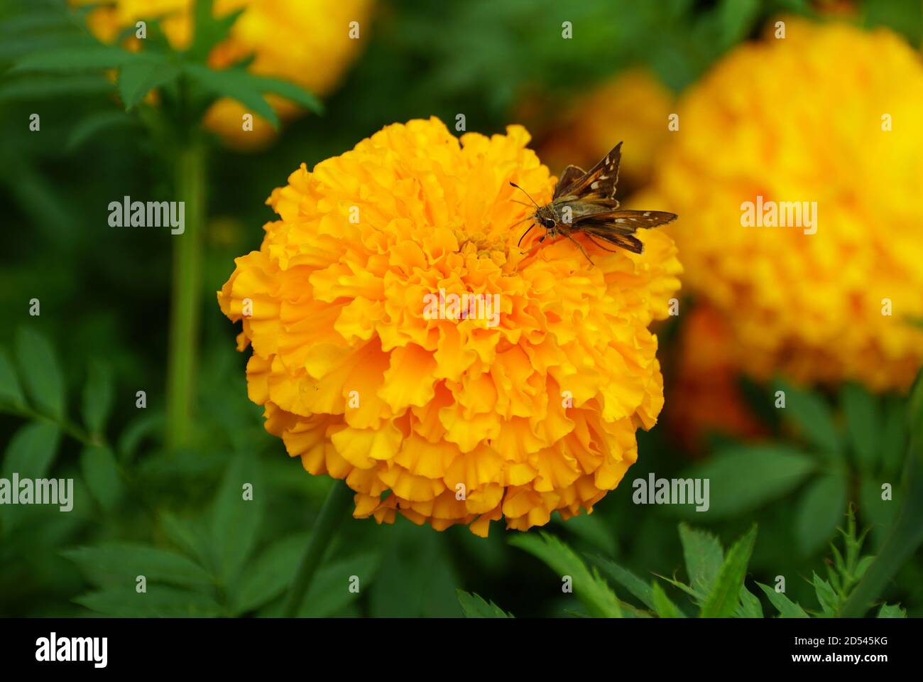 Ein Schmetterling bestäubt eine gelbe afrikanische Ringelblume Blume Stockfoto