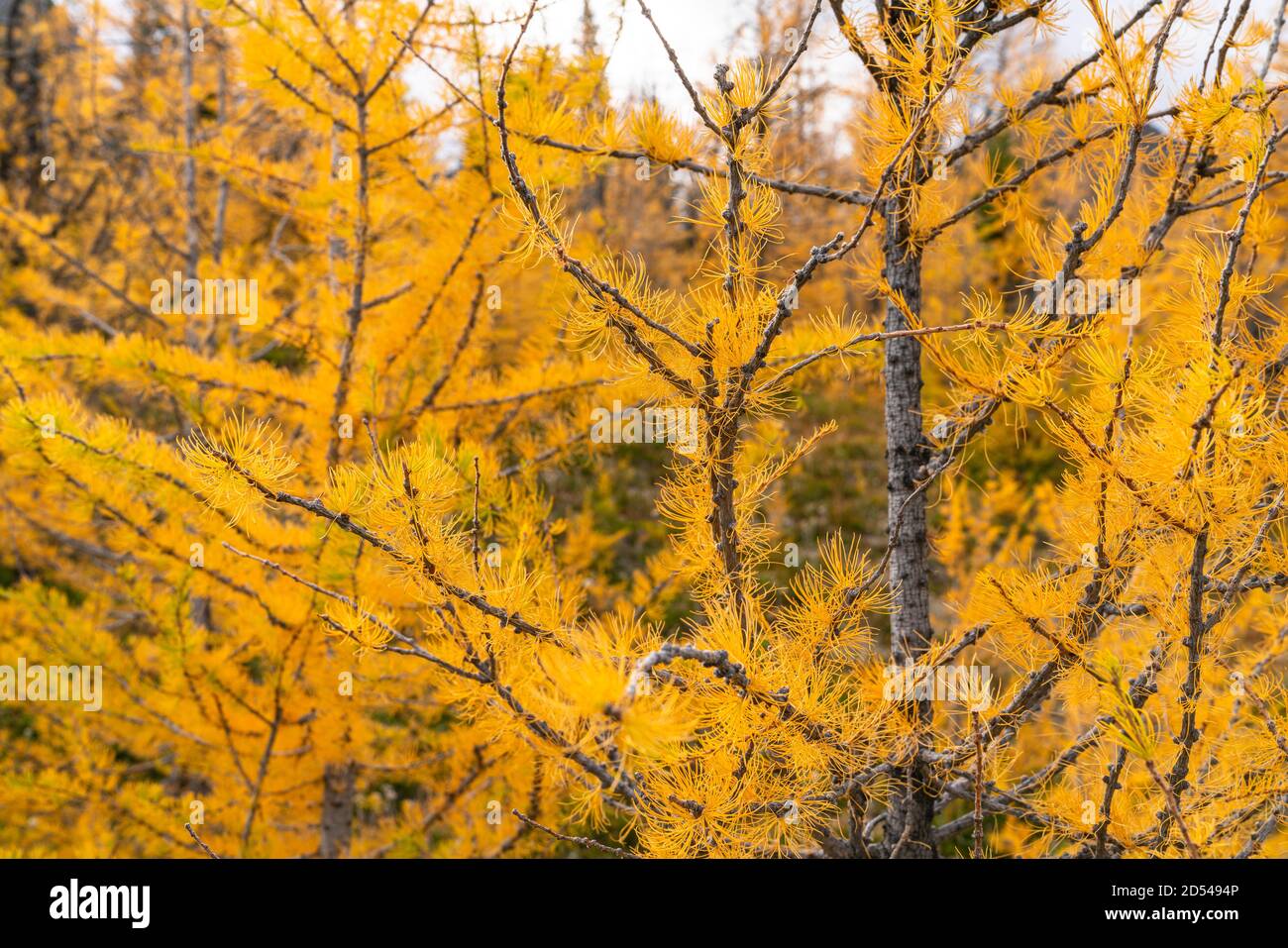 Goldene Lärchen im Paradise Valley über Lake Louise Banff Stockfoto