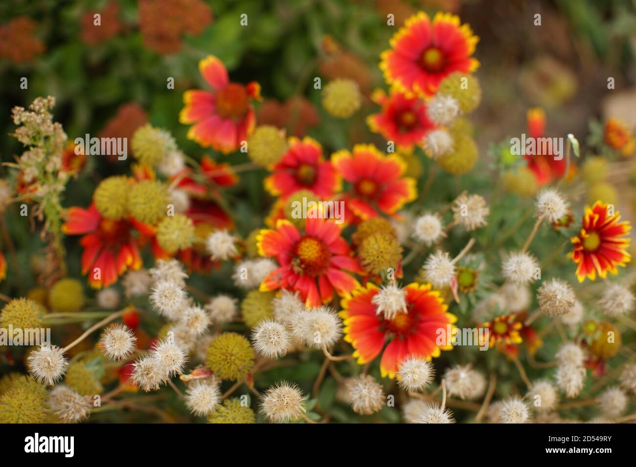 Orangenblüten gaillardia wachsen im Herbstgarten Stockfoto