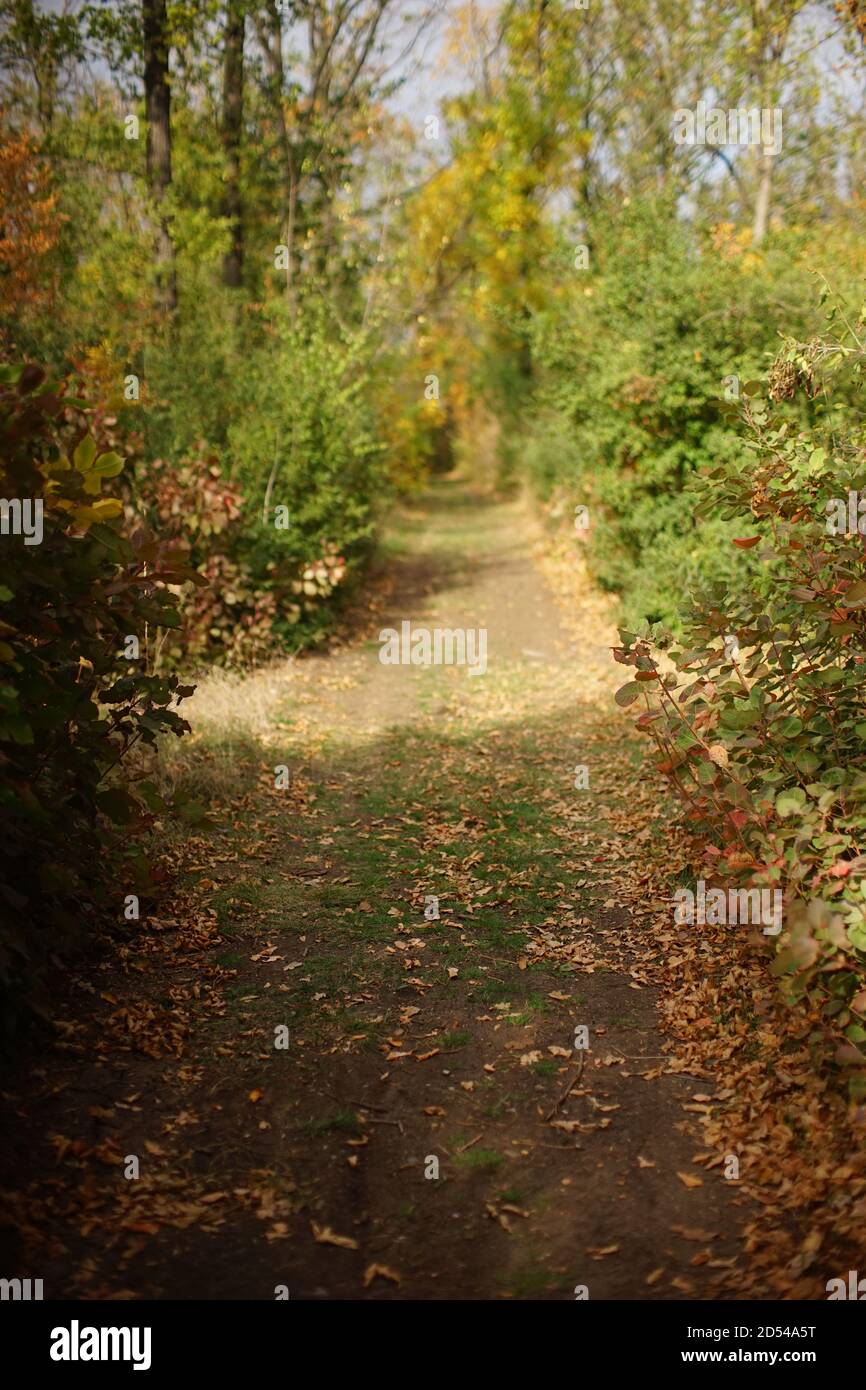 Herbstwald mit Straße in sonnigen Tag Stockfoto