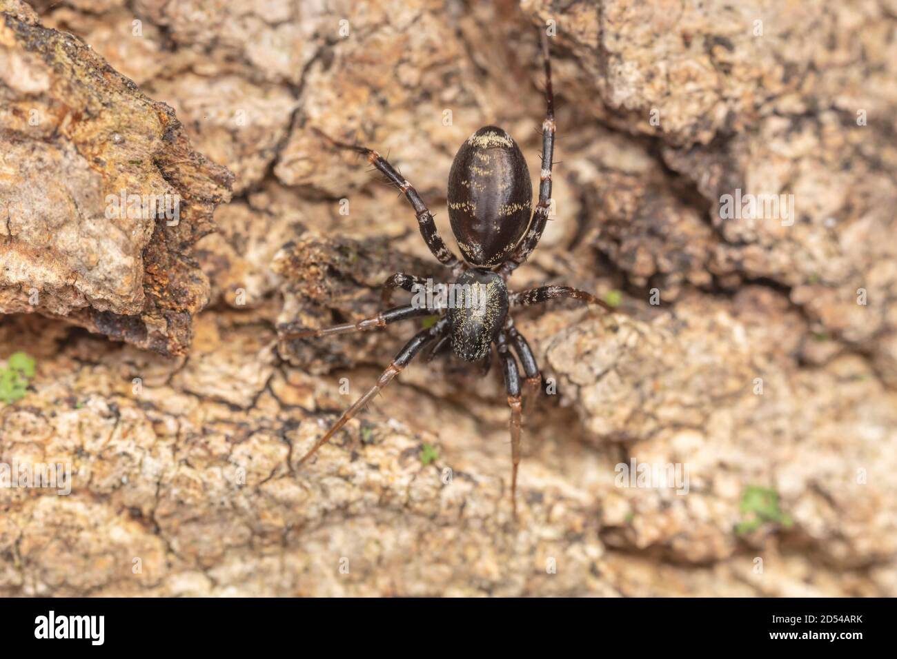 Corinnid Spider (Castianeira variata) Stockfoto
