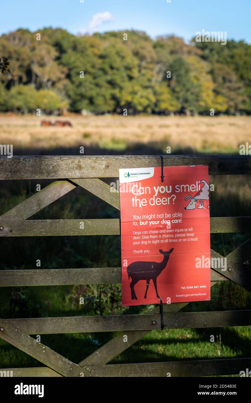 Rotes Schild "Can you smell the Deer", das Hundebesitzer auffordert, Hunde im New Forest National Park in Hampshire, England, Großbritannien, an der Messeleine zu halten Stockfoto