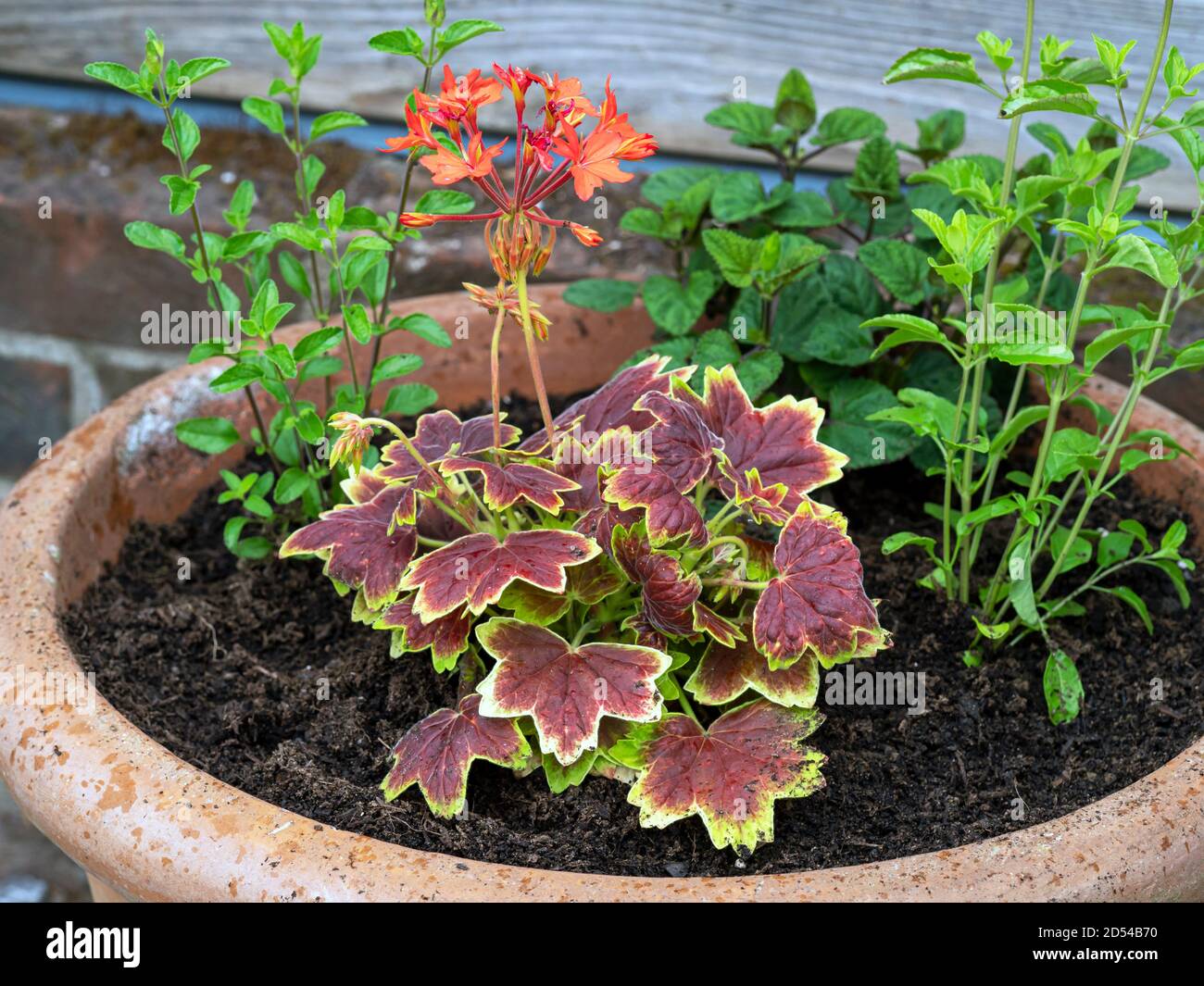 Nahaufnahme einer Mischbepflanzung mit Heucherella-Blättern in A Tontopf in einem Garten Stockfoto