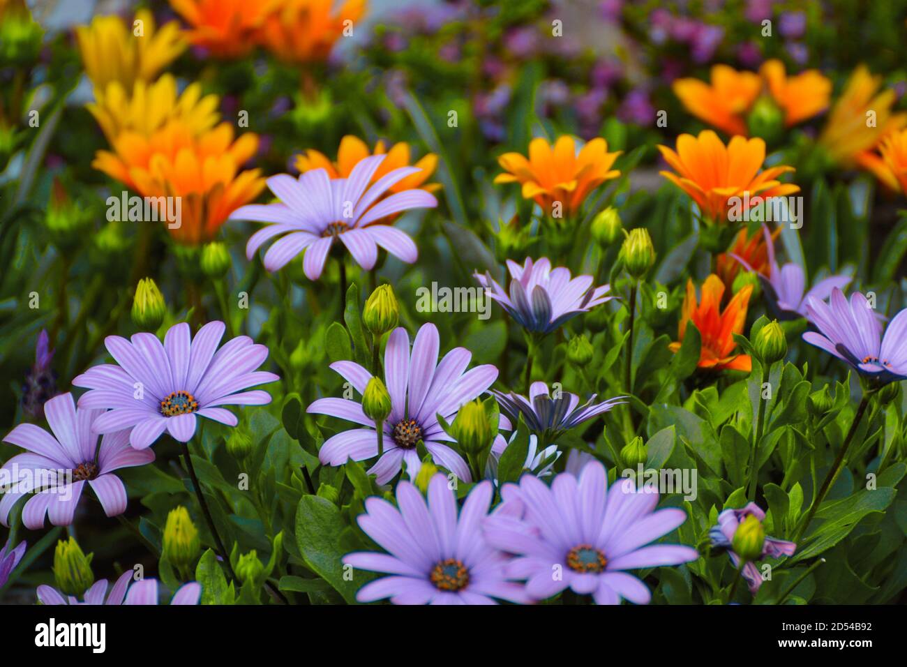 Nahaufnahme von hängenden afrikanischen Gänseblümchen Blumen, andere bunte Blumen im Hintergrund Stockfoto