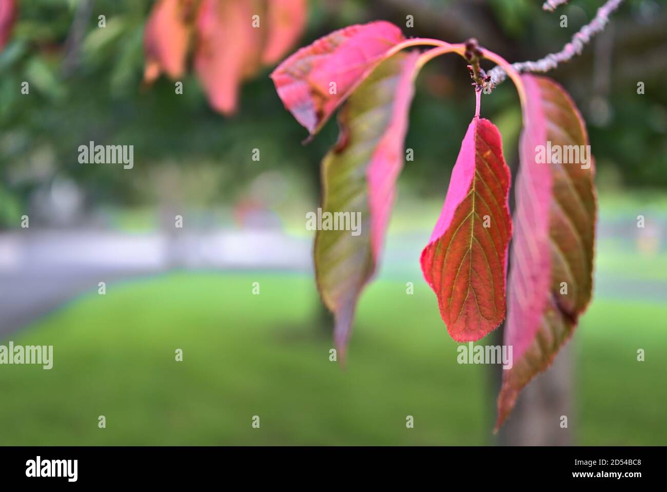 Schöne rote Kirschbaumblätter im Herbst, die den Wechsel der Jahreszeiten von Sommer zu Herbst ausdrücken. Verschwommen und Nahaufnahme Stockfoto