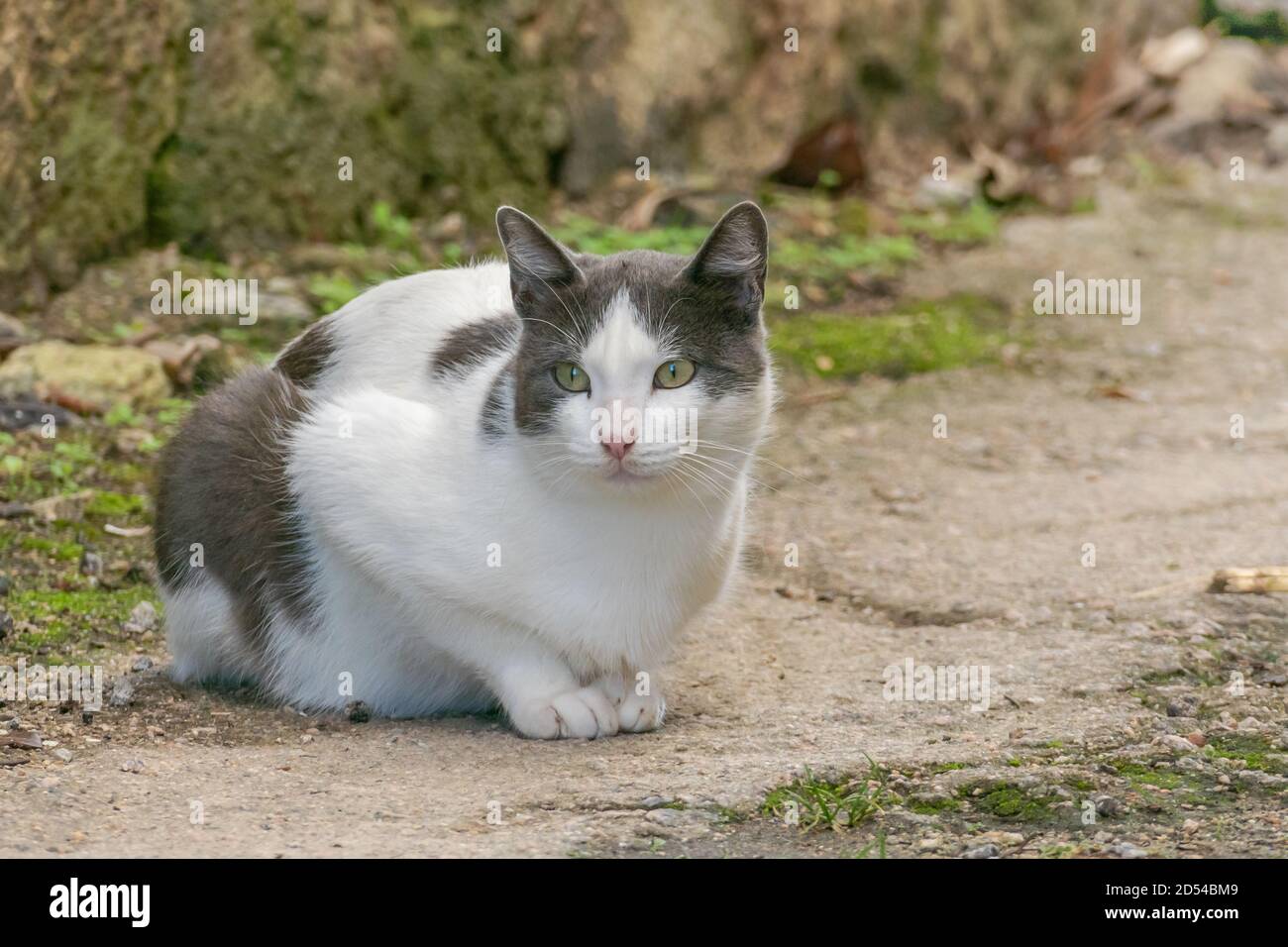 Katze mit weißen und grauen Haaren auf der Straße Stockfoto
