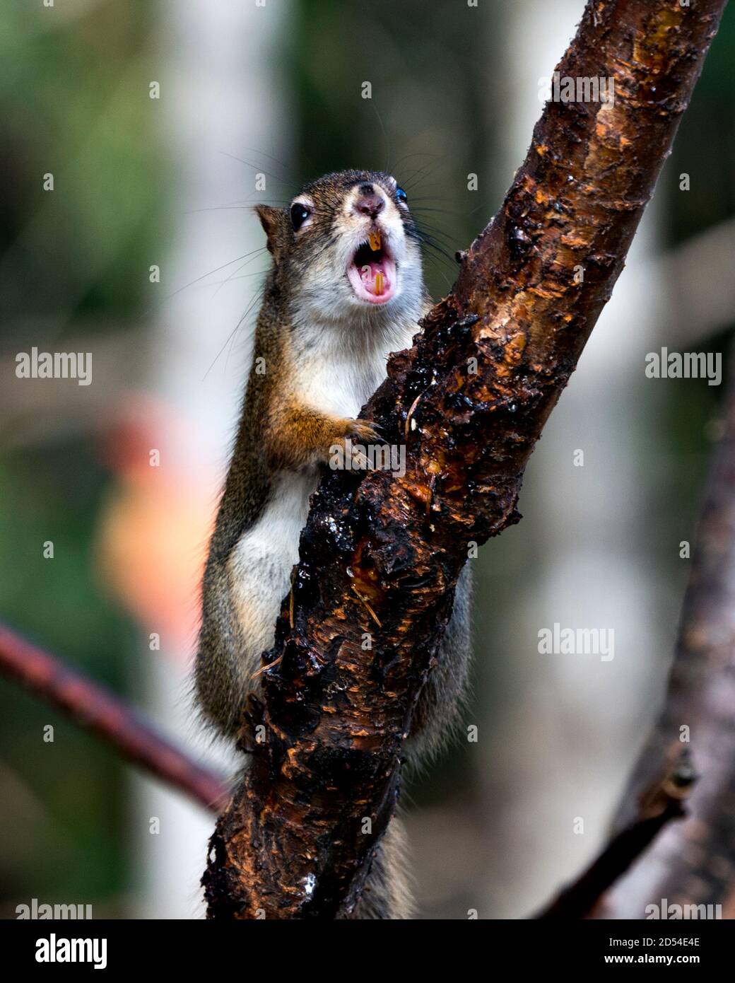 Eichhörnchen Nahaufnahme Profilansicht auf einem Zweig im Wald mit offenem Mund, zeigt Zähne, Nase, Augen, Pfoten mit einem verschwommenen Hintergrund in seinem Lebensraum. Stockfoto