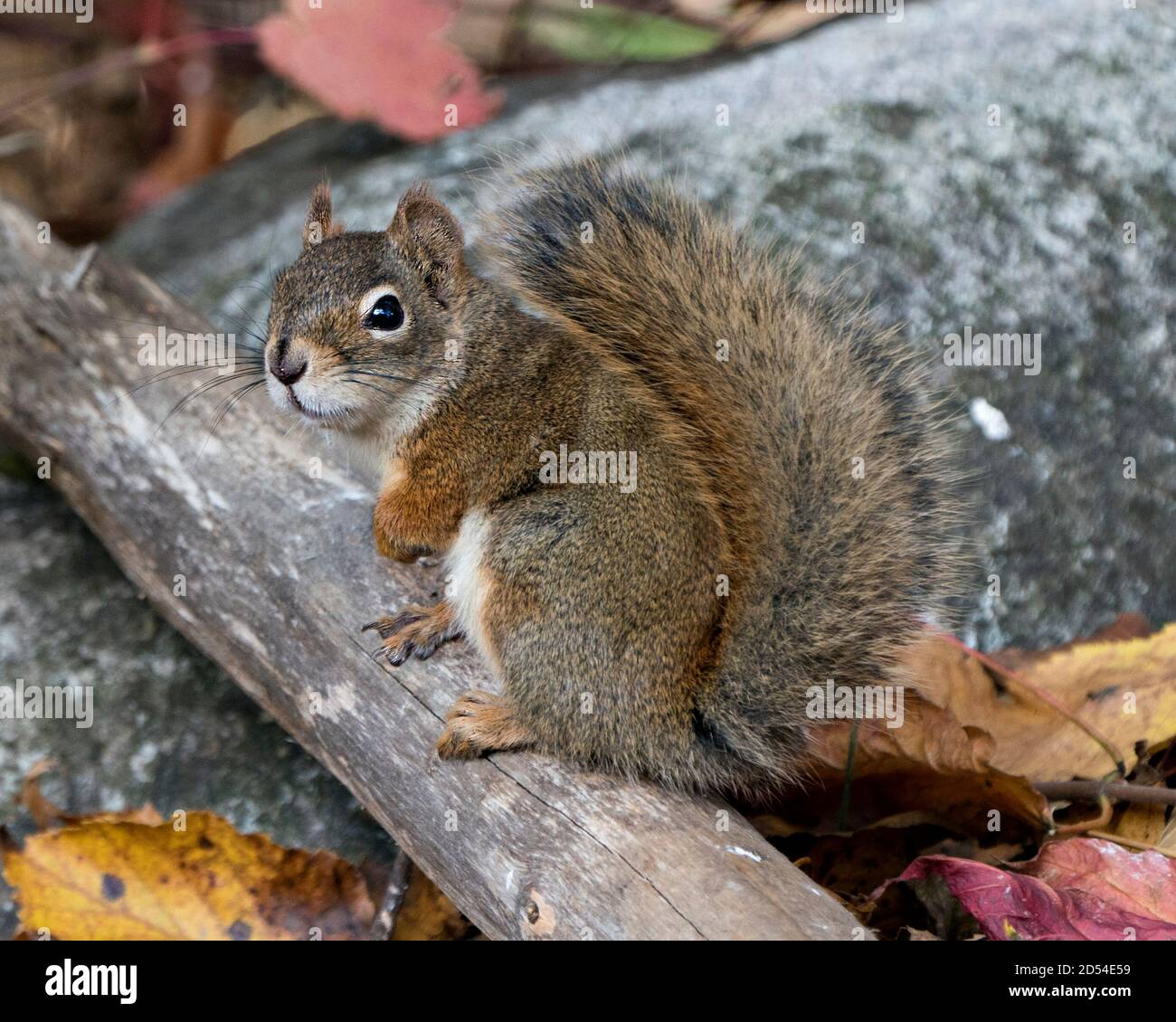 Eichhörnchen Nahaufnahme Profilansicht auf einem Baumstamm im Wald sitzend mit buschigen Schwanz, braunem Fell, Nase, Augen, Pfoten mit einem unscharfen Felsenhintergrund. Stockfoto