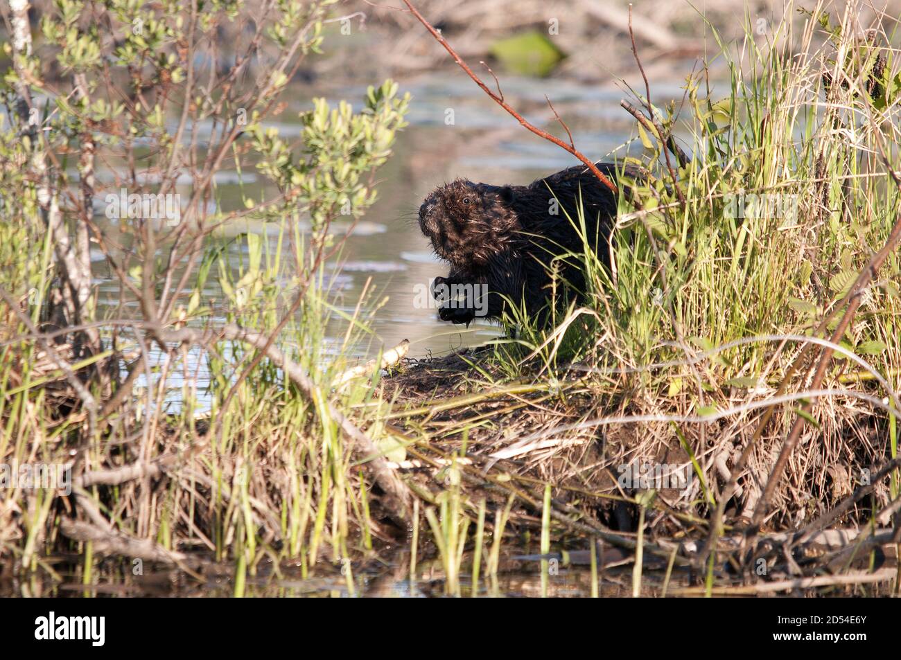 Biber im Wasser mit Vordergrund Laub und verwischen Hintergrund in seinem Lebensraum und Umgebung mit nassen braunen Fell. Beaver-Bild. Biberbild. Stockfoto
