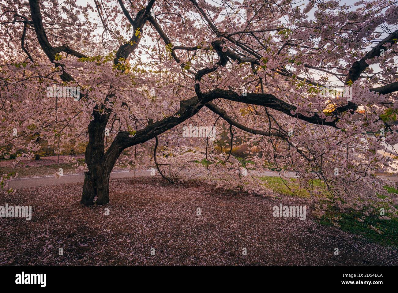 Kirschblüten im Central Park, Manhattan, New York City Stockfoto