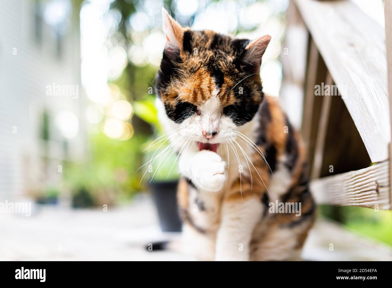 Schmutzige Pfote Stockfotos Und Bilder Kaufen Alamy