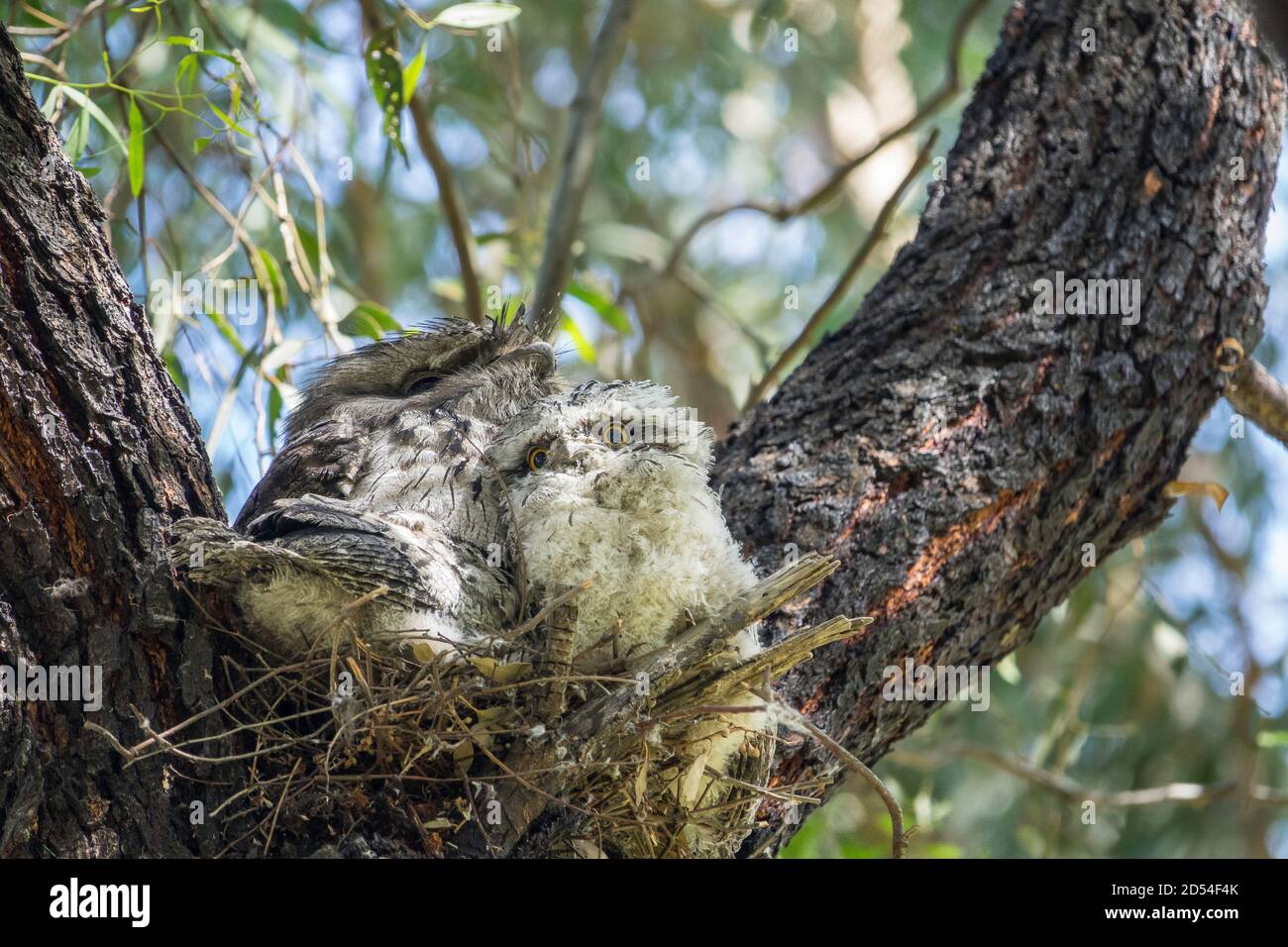 Männlicher australischer Tawny Frogmouth mit zwei Küken auf Nest in einer Gabel des australischen einheimischen Baumes, Gilpin Park, Brunswick, Victoria, Australien Stockfoto