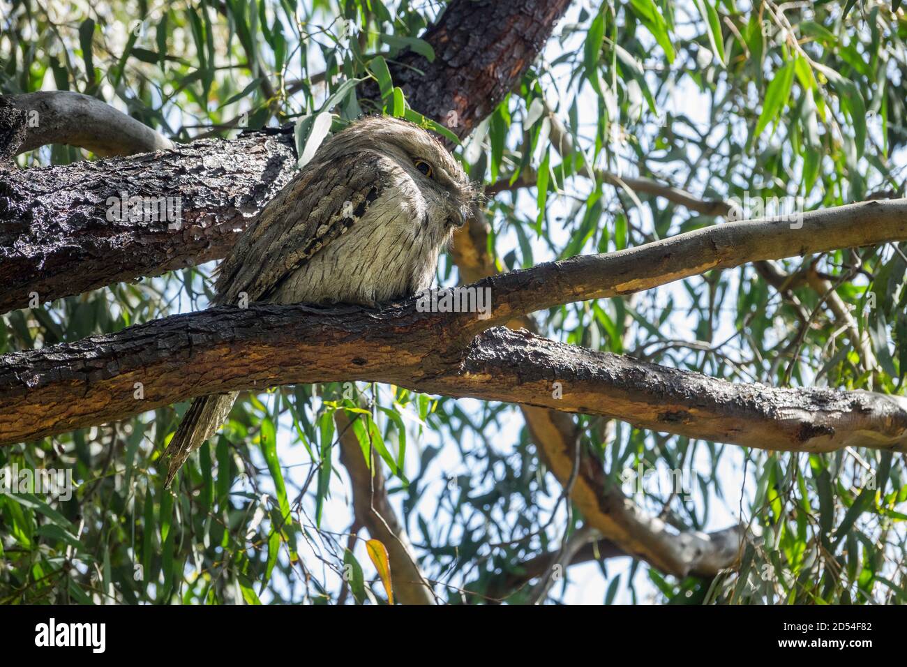 Weiblicher australischer Tawny Frogmouth, der in Baumnähe neben Nest mit Männchen und zwei Küken ruht, Melbourne, Australien Stockfoto