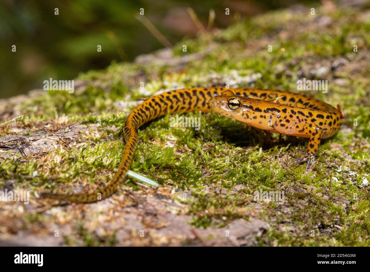 Langschwanzsalamander - Eurycea longicauda Stockfoto