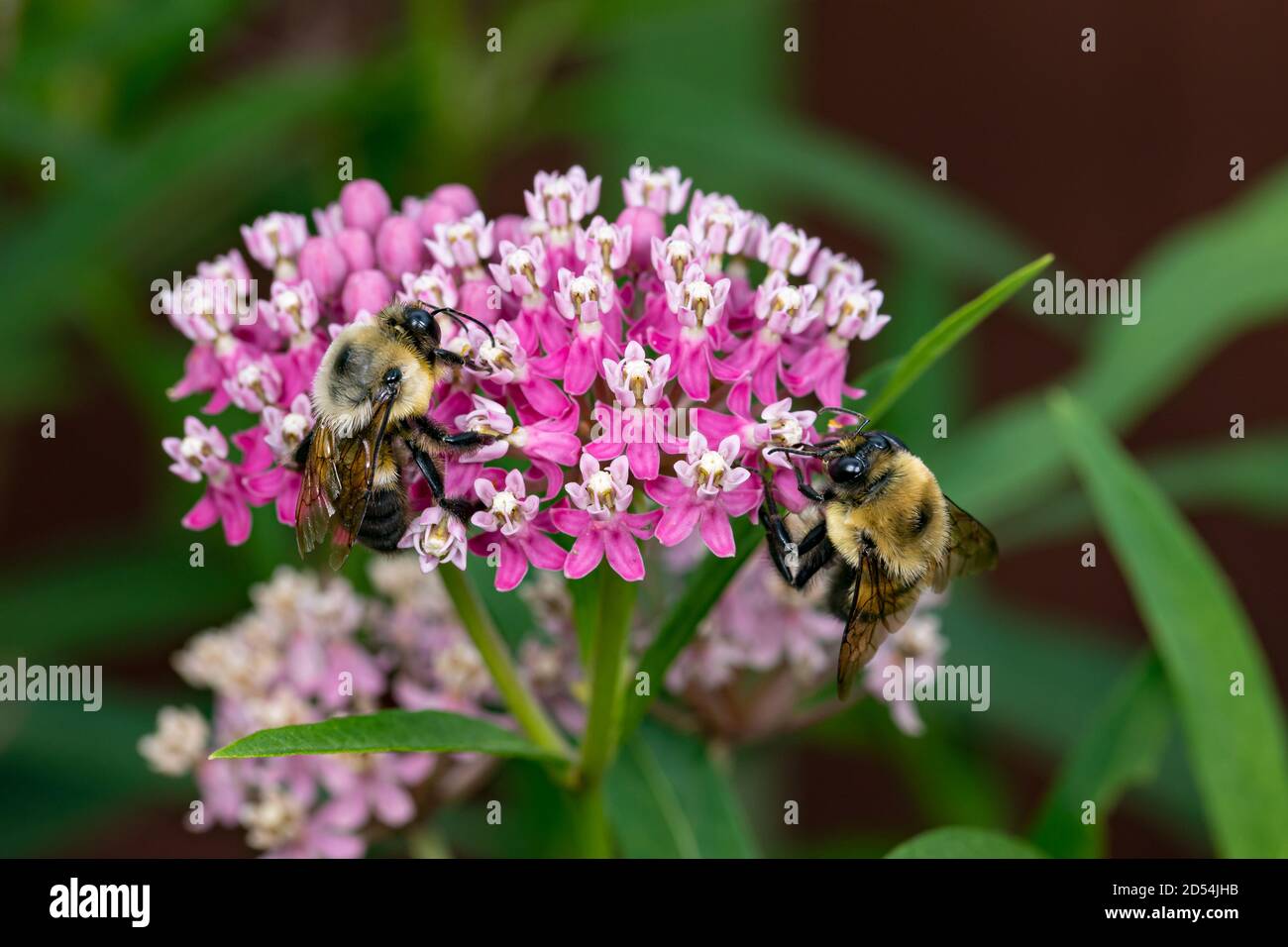 Nahaufnahme von zwei gemeinsamen östlichen Bumble Bees auf Sumpfmilchkraut Wildblume. Konzept von Insekten, Naturschutz, Lebensraumbewahrung, Blumengarten Stockfoto