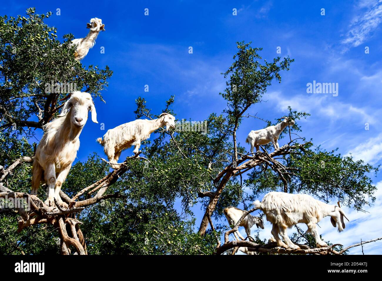 Arganbäume und die Ziegen auf dem Weg zwischen Marrakesch und Essaouira in Marokko Stockfoto