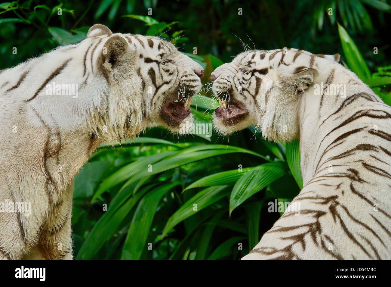 Nahaufnahme von zwei wunderschönen weißen Tigern, die von Angesicht zu Angesicht stehen, sich gegenseitig knurren und knurren, in einer üppigen grünen Dschungelumgebung. Stockfoto