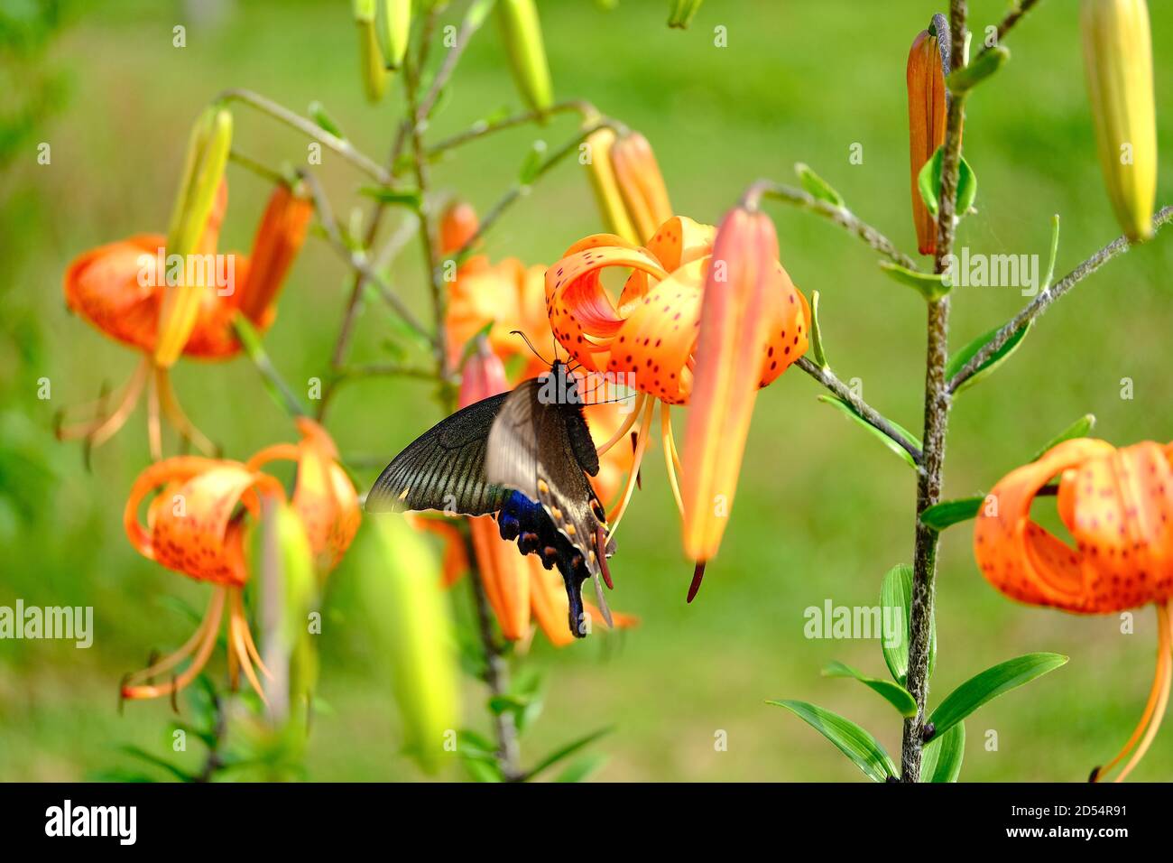 Papilio maackii und Lilie Stockfoto