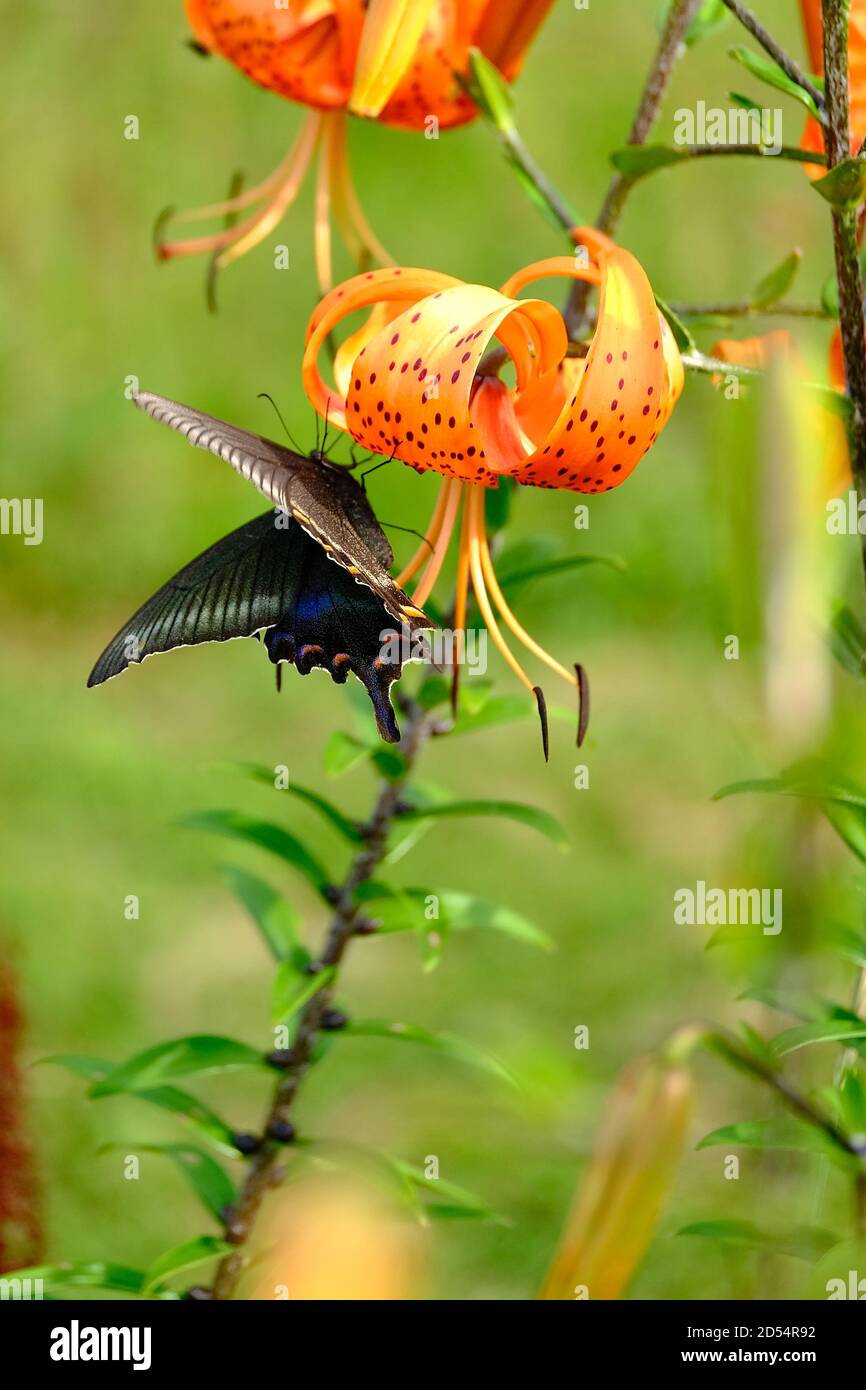 Papilio maackii und Lilie Stockfoto
