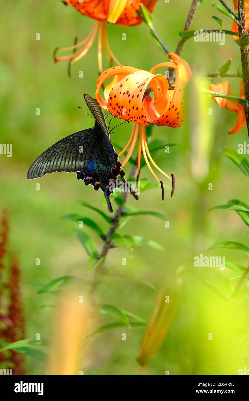 Papilio maackii und Lilie Stockfoto