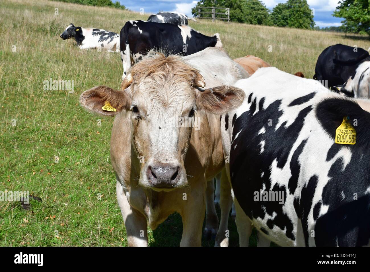 Milchkühe auf dem britischen Land, England, Großbritannien Stockfoto