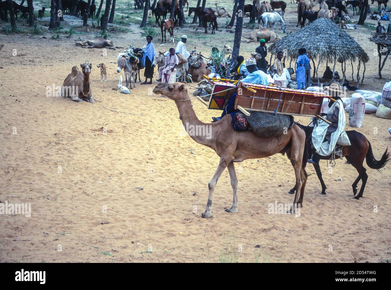 Markttag in Guidiguir, Niger, bei Goure, im Südosten Nigers. Kamel Tragen Möbel Zu Hause. September 1996. Stockfoto